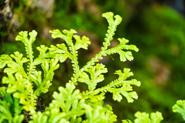 Close-Up of Delicate Fern Leaves with Intricate Details, Showcasing Nature's Artistry