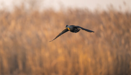 An Eastern Spot-billed Duck flying with wings spread over reeds.