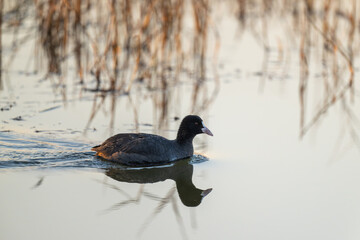 A Eurasian Coot in the water.