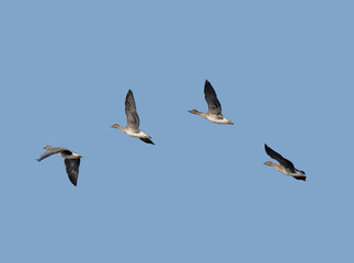Bean goose flying in the sky