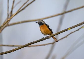 A long-tailed strike on the dead branches.