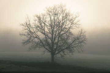 A large tree shrouded in mist and silhouetted against the morning sunlight on a winter morning standing alone in a field