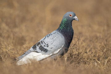 A Rock dove standing on the ground.