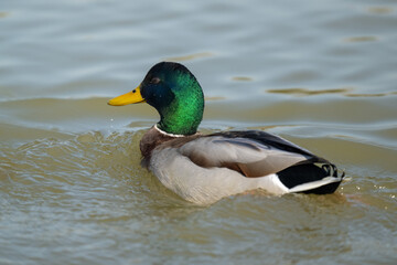 A Common Mallard in the water