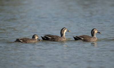 Three Eastern Spot-billed Ducks in the water