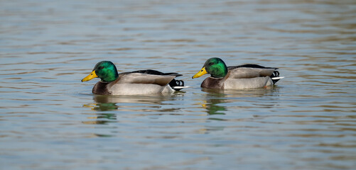 Two Common Mallard in the water