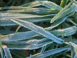 abstract grass in frost in autumn close up