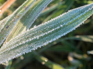 green grass in frost in autumn close up