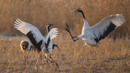 A group of red-crowned cranes fighting in the reeds