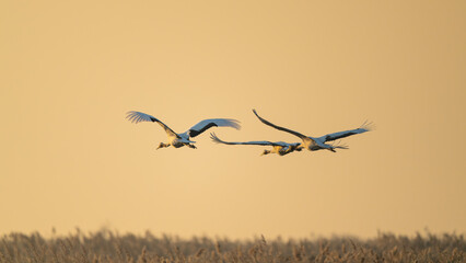 A flock of red-crowned cranes flying over the reeds.