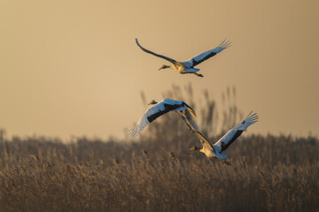 A flock of red-crowned cranes flying over the reeds.