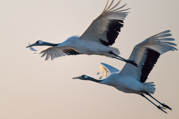 Close-up of two red-crowned cranes flying side by side.