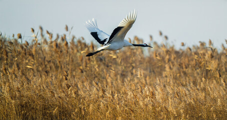 A red-crowned crane in flight.