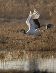 A red-crowned crane spreads its wings in the wetlands.