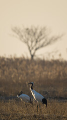 A group of red-crowned cranes resting in the reeds.