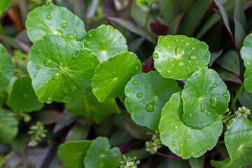 Top View of Raindrops on Centella Asiatica Leaf