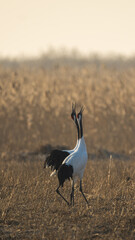 Obraz premium A pair of red-crowned cranes calling toward the sky.