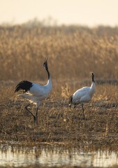 A group of red-crowned cranes resting in the reeds.