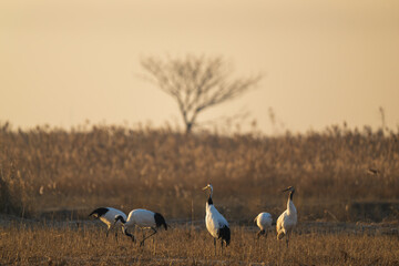 A group of red-crowned cranes resting in the reeds.