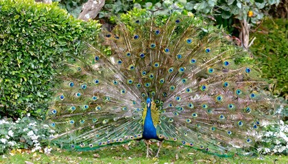 Obraz premium Elegant Peacock Fanning Its Vibrant Feathers in a Lush Garden Setting