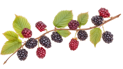 Ripe Blackberries Branch with Green Leaves Isolated on Black