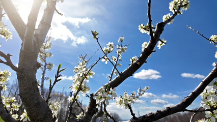 Flowers on a blooming fruit tree in nature indicating start of springtime season.