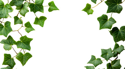 Lush Green Ivy Leaves Frame Black Background Botanical Design