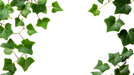 Lush Green Ivy Leaves Frame Black Background Botanical Design