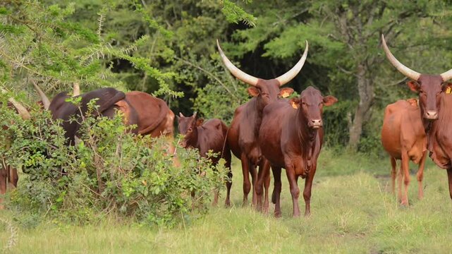 Ankole Watusi cattle in Uganda grassland