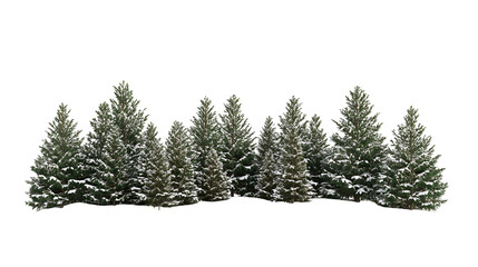 SnowCovered Evergreen Trees Winter Landscape Nature Scene
