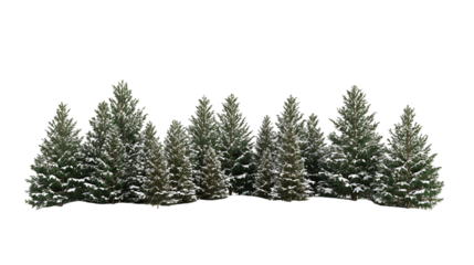 SnowCovered Evergreen Trees Winter Landscape Nature Scene