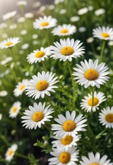 Fototapeta premium Soft focus image of white daisy fleabane flowers in the spring sunlight, tranquil, serene, spring