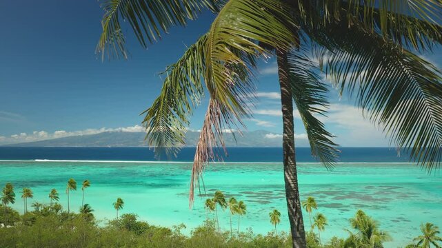 Green palm trees sway in breeze, stunning tropical island paradise, turquoise water and vibrant coral reef under clear blue sky. Popular travel destination, remote wild nature, exotic summer travel