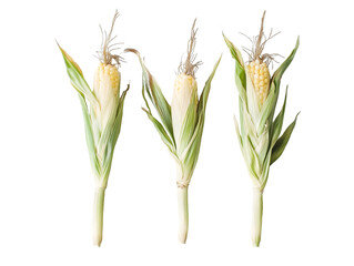 Fototapeta premium Three Ears of Immature Corn Isolated On A White Background, PNG Transparent