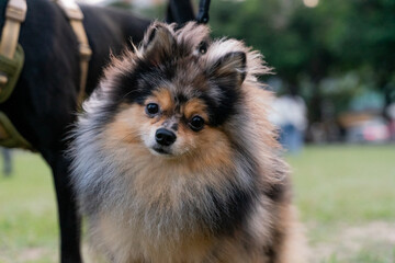 A fluffy Pomeranian dog is happily enjoying its time on the grass, its vibrant coat shimmering in the sunlight. The playful expression and wagging tail capture the breed's charming and energetic