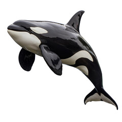 Obraz premium orca jumping isolated on white