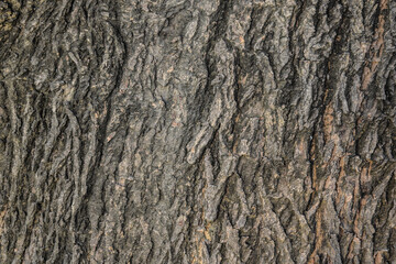 wood bark texture wallpaper and background, Natural Rugged patterns of trees, Close Up of Tree Bark