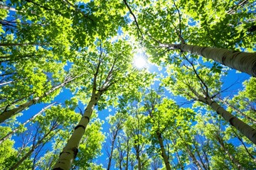 Obraz premium Lush green forest canopy with sunlight streaming through vibrant leaves against a clear blue sky, showcasing nature's beauty and serenity. Ai generative