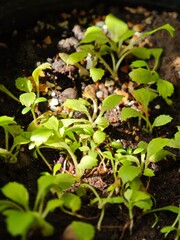 Fresh Green Seedlings Growing in Soil Under Natural Light