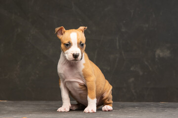 American Staffordshire Terrier puppy on a dark background