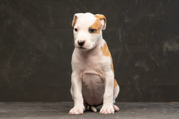 American Staffordshire Terrier puppy on a dark background