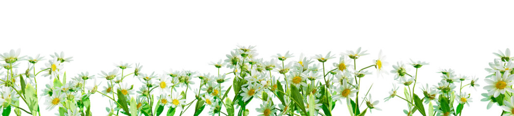 White daisy flower border isolated on white background