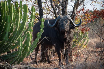 An African Buffalo (Syncerus caffer), also known as the Cape Buffalo, grazes peacefully beside a Candelabra Naboom (Euphorbia cooperi) in the Kruger National Park, South Africa.