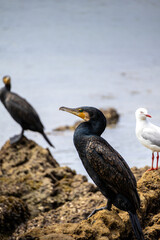 Ocean Bird 2 Australia 