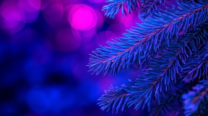 Blue Spruce Branch Against Purple Bokeh Background