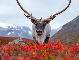 Reindeer buck comes close, looks me straight in the eye. Caribou in autumn. © Andre
