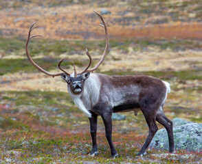 Reindeer buck in the mountains. Caribu in autumn.