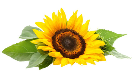 Obraz premium Picturesque sunflower field isolated transparent background