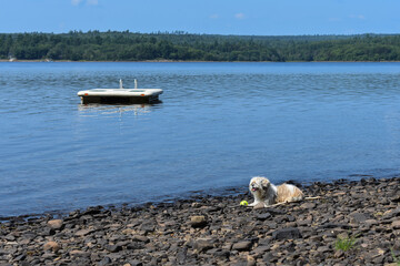 Cottage Travel Lifestyle - dog relaxing by a lake in New Brunswick