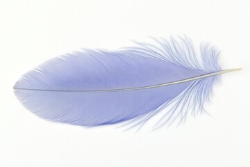 Fototapeta premium A single, delicate light blue feather isolated on a white background.